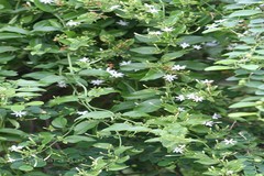 Jasminum roxburghianum